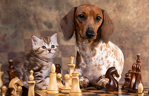 Existe-t-il des jeux de stratégie pour chien et chat ? Existe-t-il des jeux de stratégie pour chien et chat ?